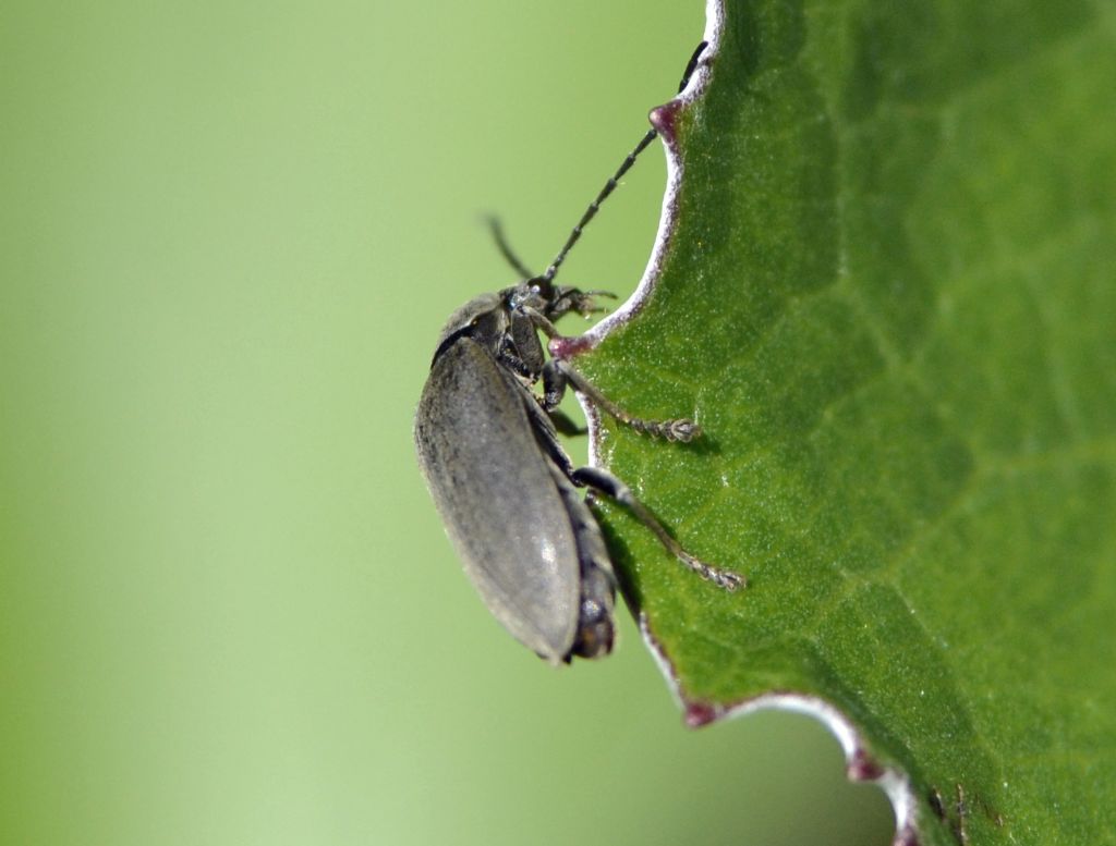 Dascillus sp., Dascillidae